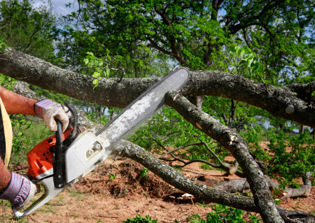 Reliable Pekin, IL Tree Service Solutions